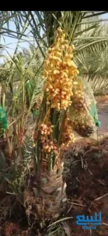 اخلاص سكري برحي هشيش صقعي مجدول ونانه خضري سري