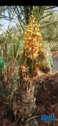 اخلاص سكري برحي هشيش صقعي مجدول ونانه خضري سري