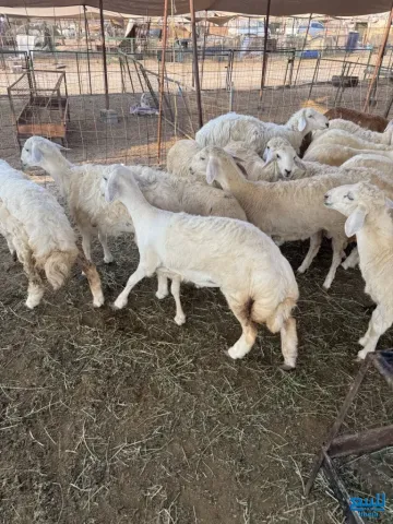 للبيع رخال كفو، طيبة ظهر وطرف، العمر من 5 شهور إلى 6 شهور