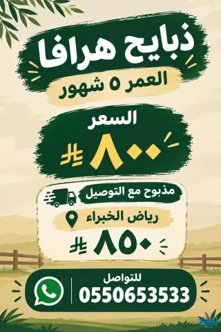 رخال رفيديات العمر 6 شهور الصحة ممتازة أخذه جميع الطعوم سمين