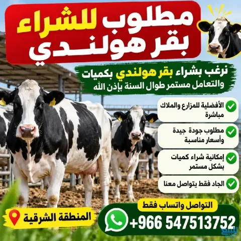 مطلوب للشراء بقر هولندي